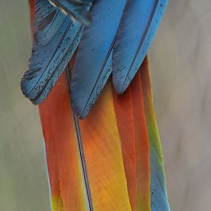Great Green Macaw Ara ambiguus
