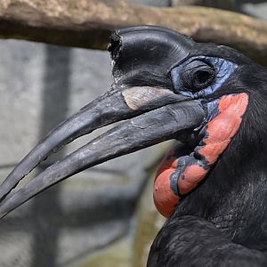 Abyssinian Ground-Hornbill Bucorvus abyssinicus