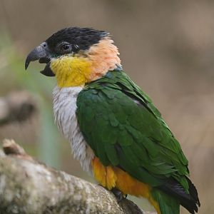 Black-headed Parrot Pionites melanocephalus
