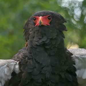 Bateleur Terathopius ecaudatus