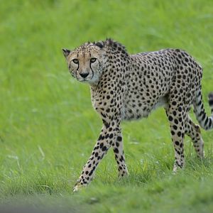 Cheetah (Acinonyx jubatus)
