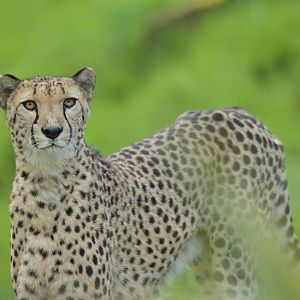 Cheetah (Acinonyx jubatus)
