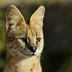 Serval (Leptailurus serval)