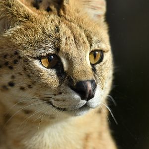 Serval (Leptailurus serval)