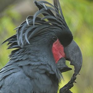 Palm cockatoo (Probosciger atterimus)