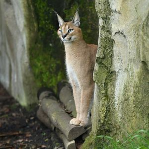 Caracal (Caracal caracal)