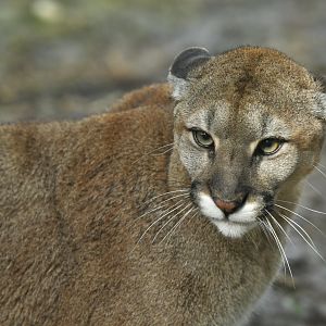 Puma (Puma concolor)