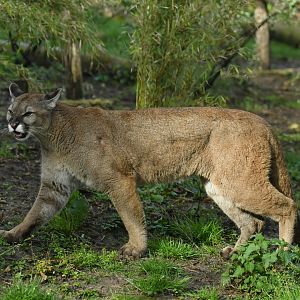 Puma (Puma concolor)