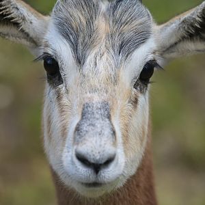 Mhorr gazelle (Nanger dama mhorr)