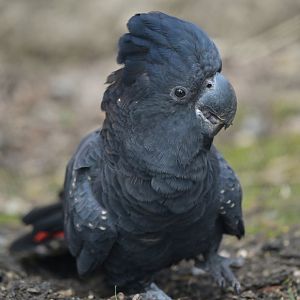 Red-tailed Black-Cockatoo Calyptorhynchus banksii