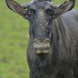 Blue Wildebeest (Connochaetes taurinus)