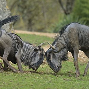 Blue Wildebeest (Connochaetes taurinus)