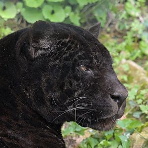 Jaguar (Panthera onca)