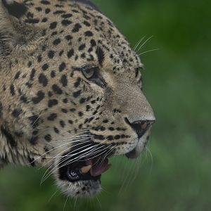 Persian leopard (Panthera pardus saxicolor)