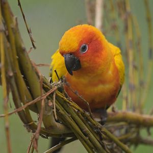 Sun Parakeet Aratinga solstitialis