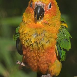 Sun Parakeet Aratinga solstitialis