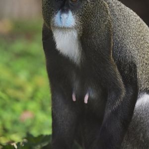 DeBrazza monkey (Cercopithecus neglectus)
