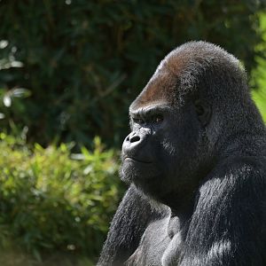 Western gorilla (Gorilla gorilla)