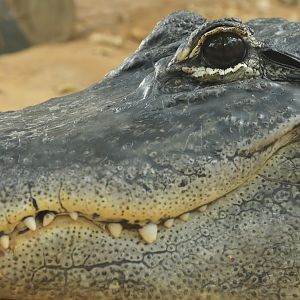 Alligator mississippiensis
