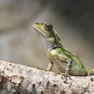 Gonocephalus grandis