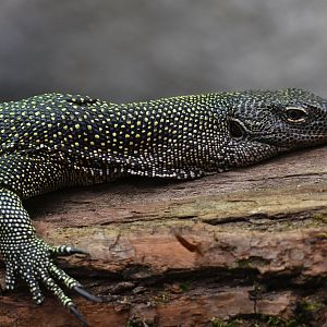 Varanus indicus