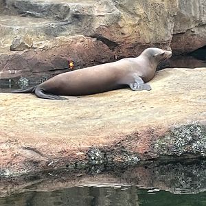 California Sea Lion