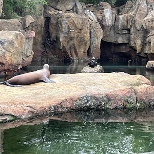 California Sea Lions
