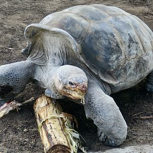Volcán Wolf Giant Tortoise (Chelonoidis becki)