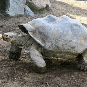 Cerro Azul Giant Tortoise (Chelonoidis vicina)