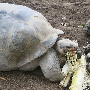 Sierra Negra Giant Tortoise (Chelonoidis guntheri)