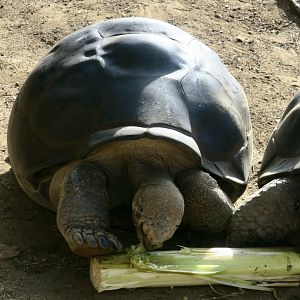 Volcán Alcedo Giant Tortoise (Chelonoidis vandenburghi)