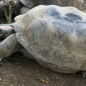 Western Santa Cruz Giant Tortoise (Chelonoidis porteri)