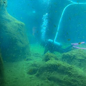 Sea Lion Underwater Viewing (so much algae)