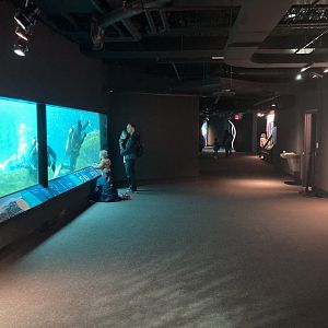 Sea Change (underwater viewing for pinnipeds, sea otters, and penguins)