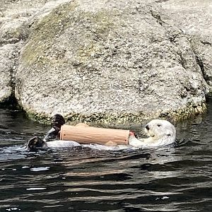 Sea Otter