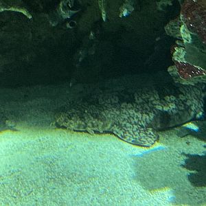 Spotted Wobbegong