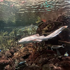 White (Albino?) Zebra Shark