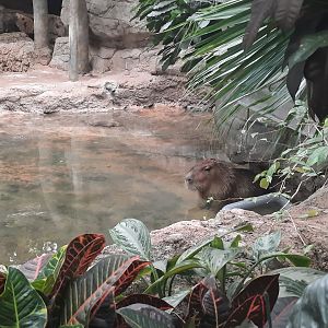 Soaking Capybara