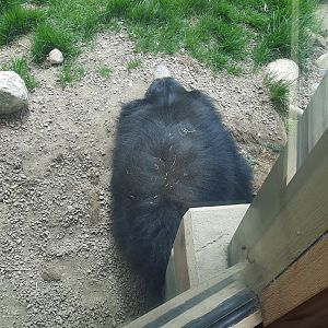 Round Sloth Bear