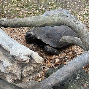 Galapagos Tortoise