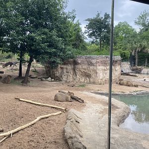Capybaras