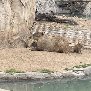 New Baby Capybaras