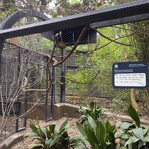 Azure Winged Magpies