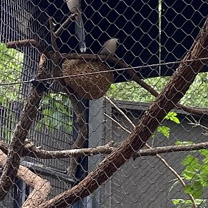 Azure Winged Magpies