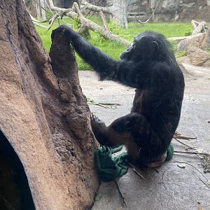 Chimpanzee using termite mound