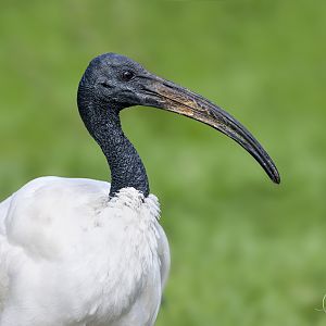 Sacred Ibis / Thrigby / 11-4-24