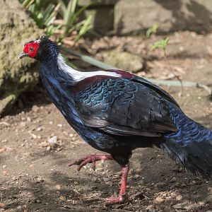 Swinhoe's Pheasant / Thrigby / 11-4-24