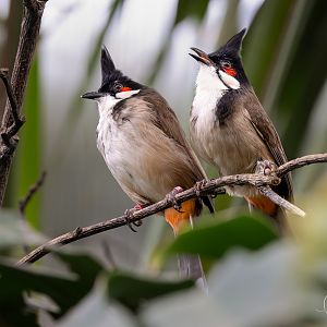 Red-whiskered Bulbul / Thrigby / 11-4-24