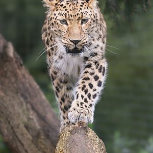 Amur Leopard (f) / Thrigby / 11-4-24