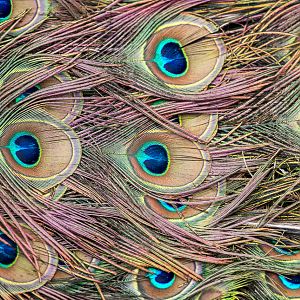 Javan Green Peacock / Thrigby / 11-4-24